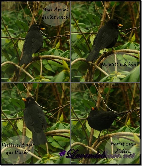 amsel1