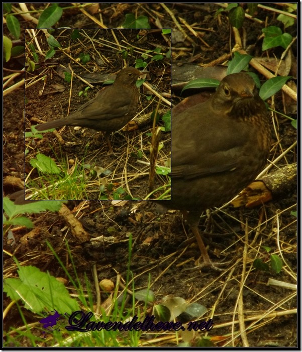 amsel2