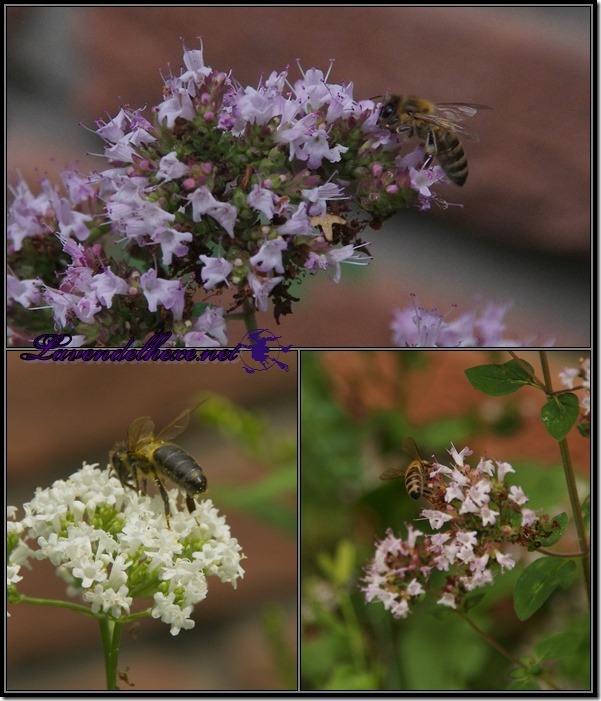 augustbienen