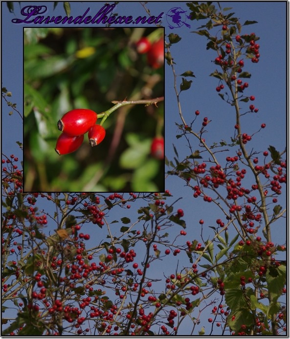 oktoberbeeren