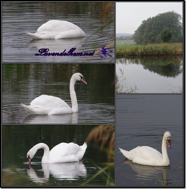 novemberschwan4