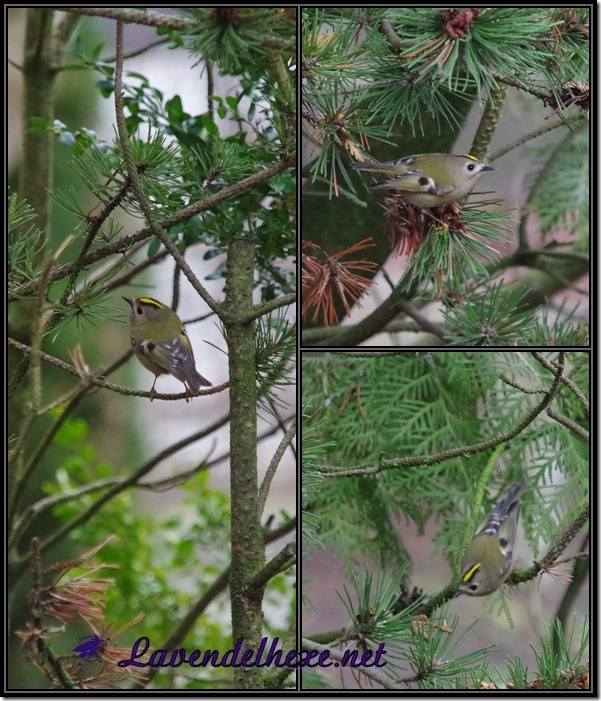 januarvogel