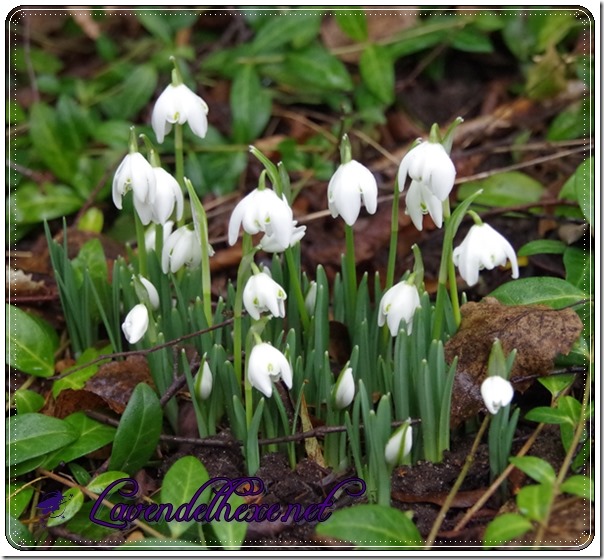 februarschneeblumen2