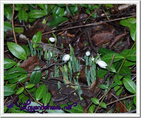 februarschneeblumen