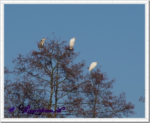 februarvogel4