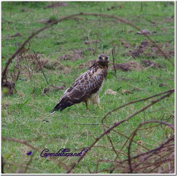 aprilbussard2