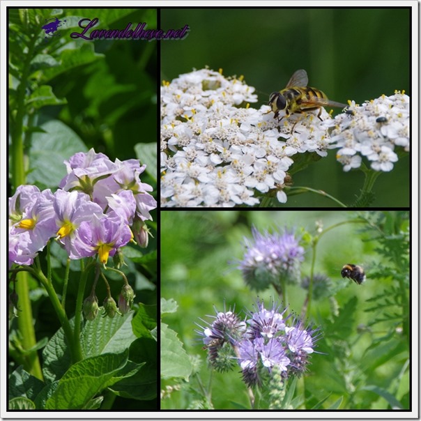 juniblüten2