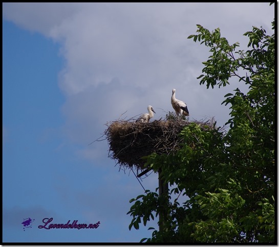 junistorch