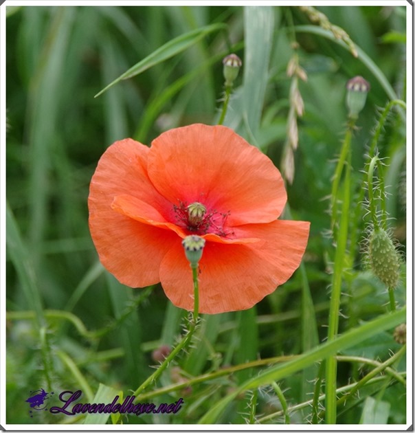 augustmohn