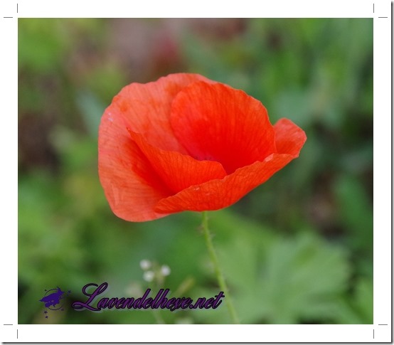 septembermohn