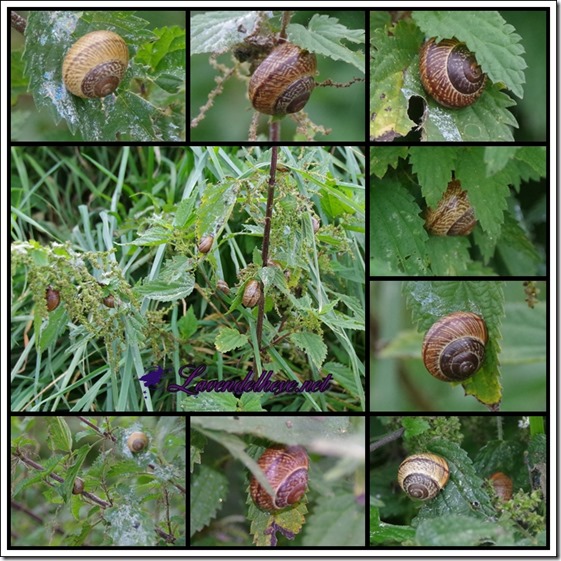 septemberschnecken