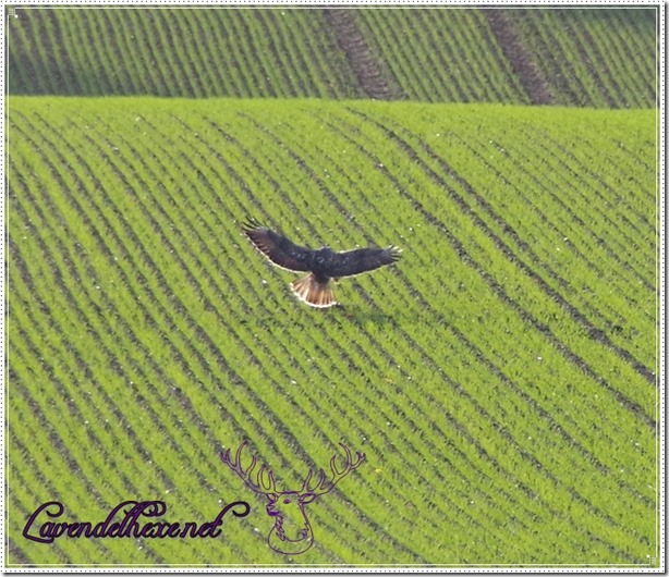 oktobervogel