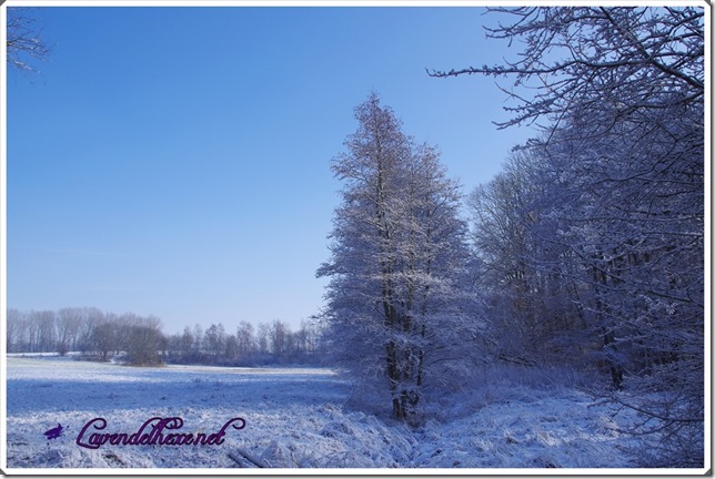 februarschneebaum