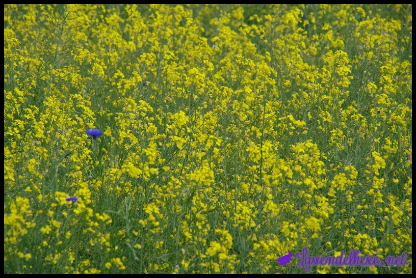kornblume im rapsfeld
