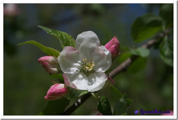 maiapfelblüte