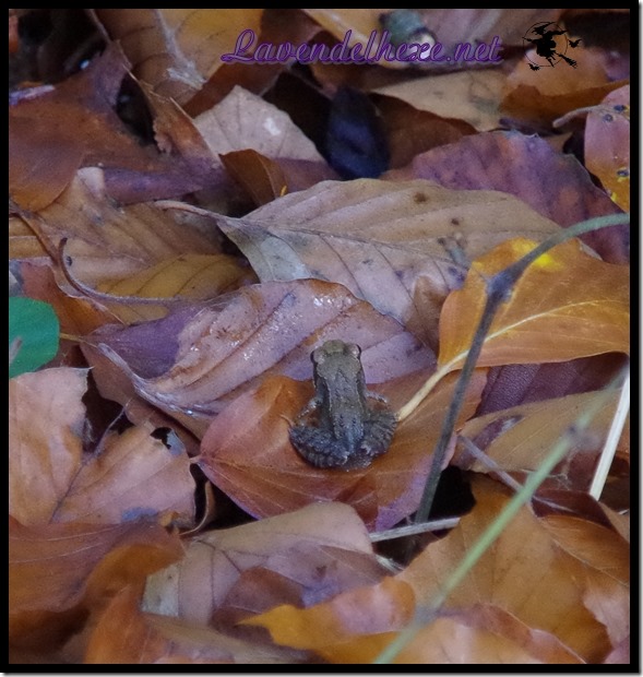 novemberfrosch1