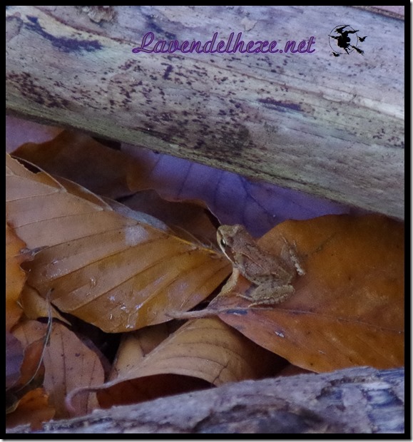 novemberfrosch2