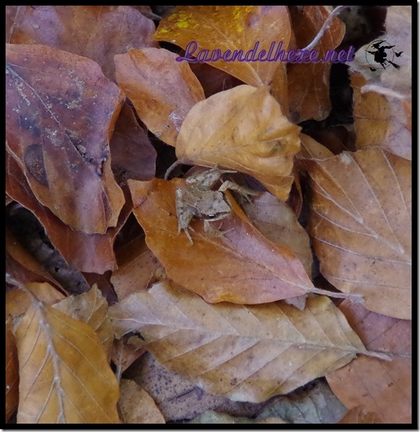 novemberfrosch3