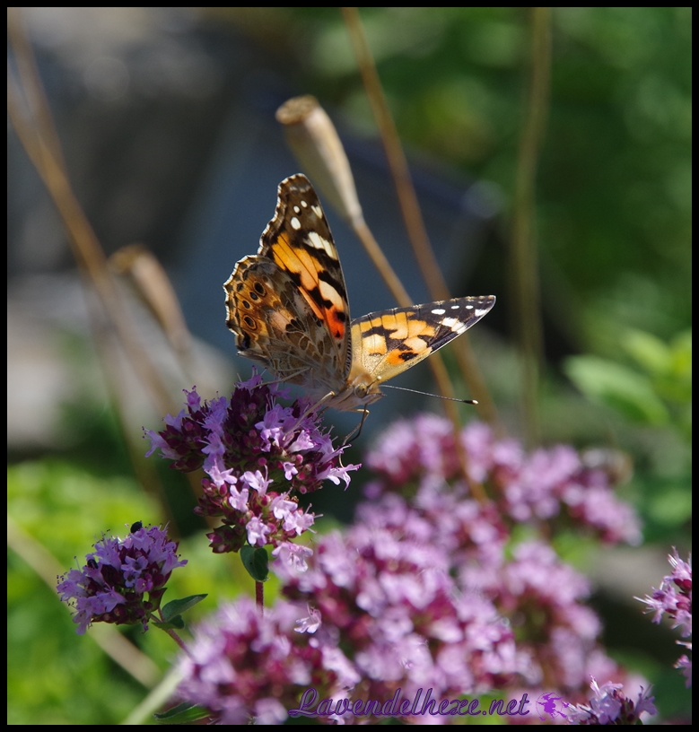 schmetterling von vorne