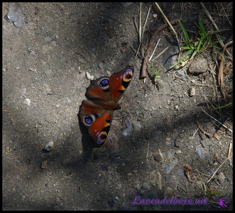 schmetterling von oben