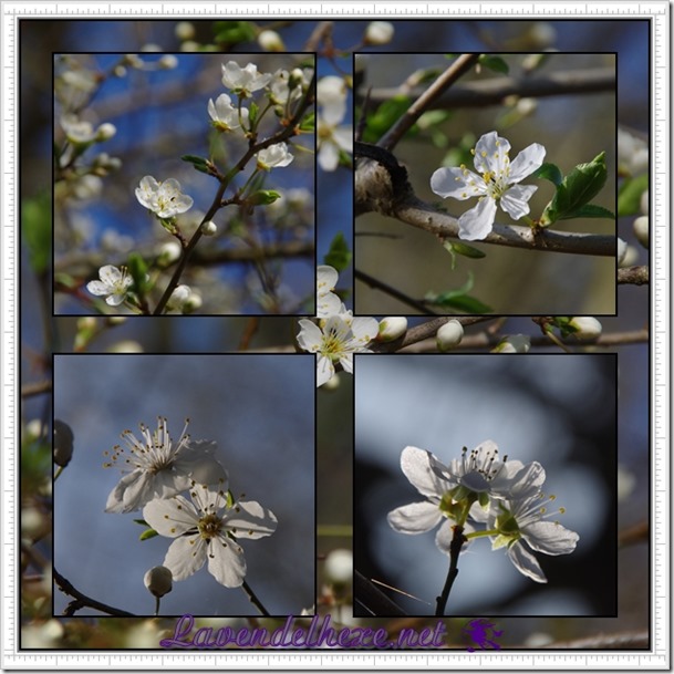 märzblüten
