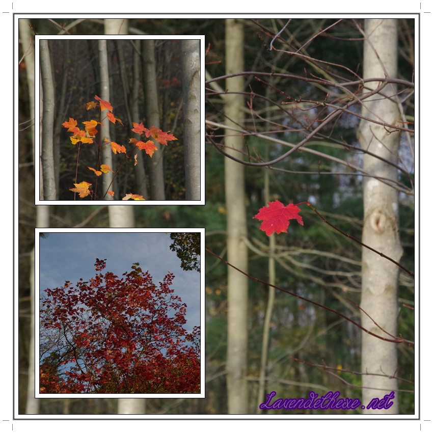 Herbstimpressionen