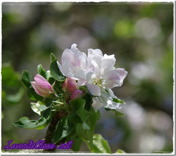 april apfelblüte 1