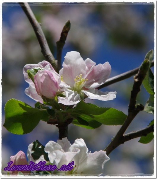 april apfelblüte 2