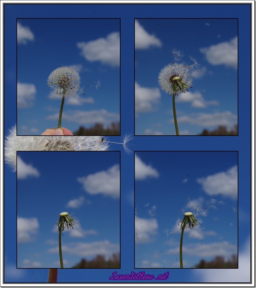 mai pusteblume