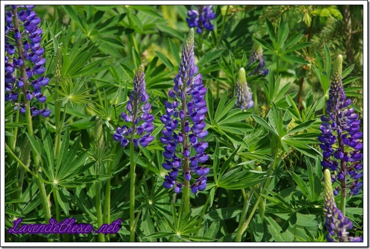 juni lupine