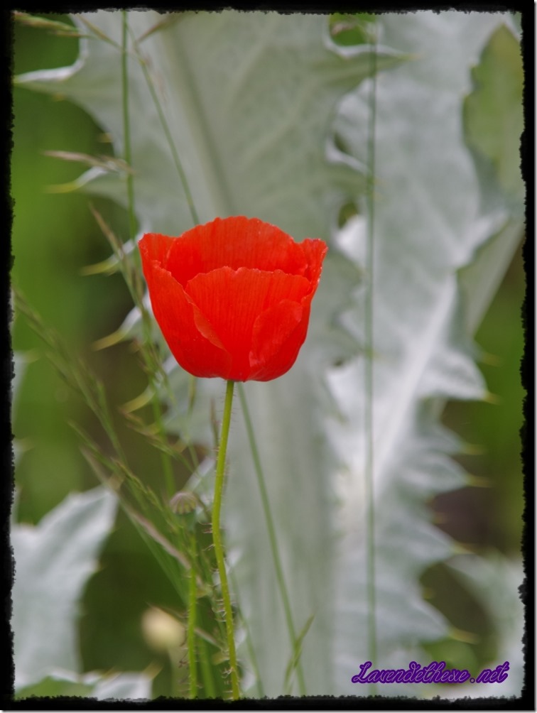 juni mohn 1