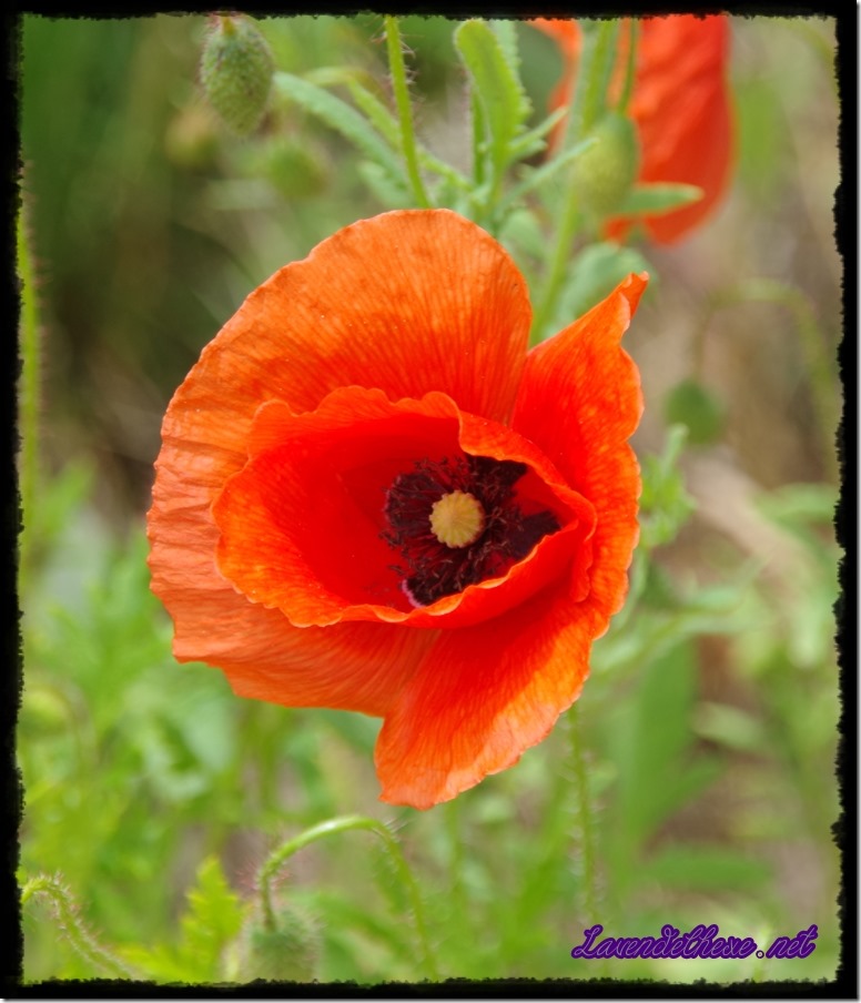 juni mohn 2