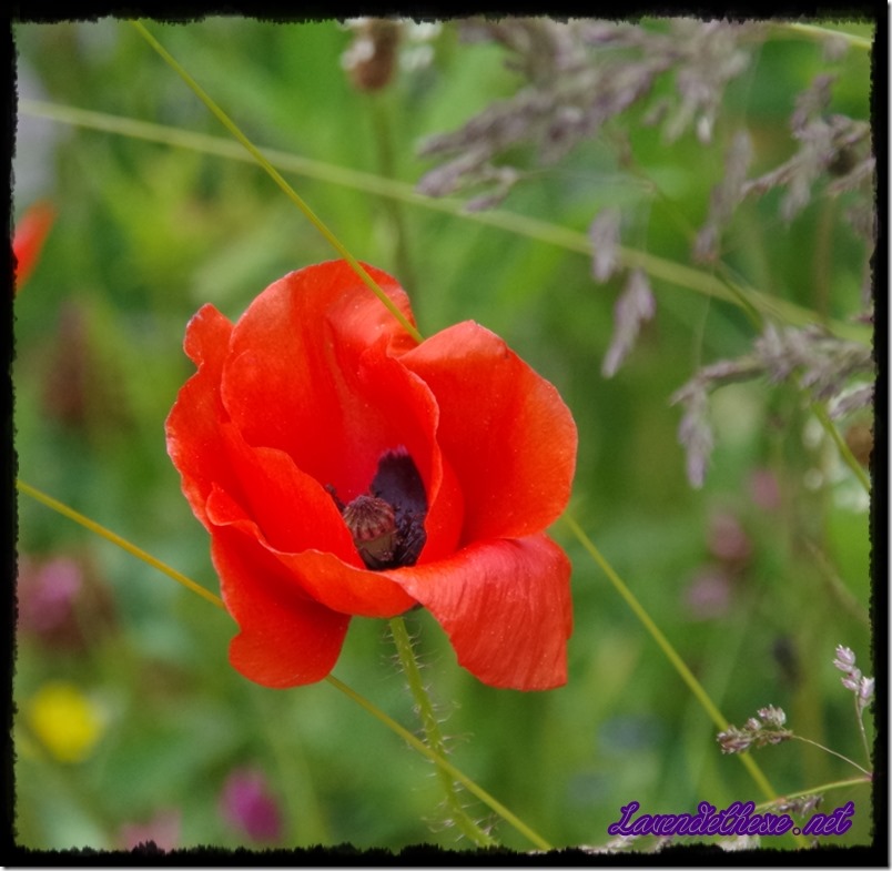 juni mohn 3