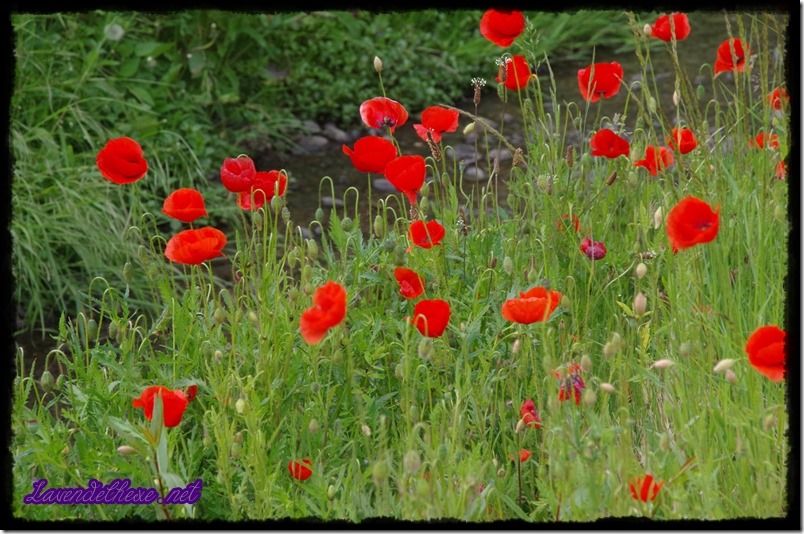 juni mohn 4