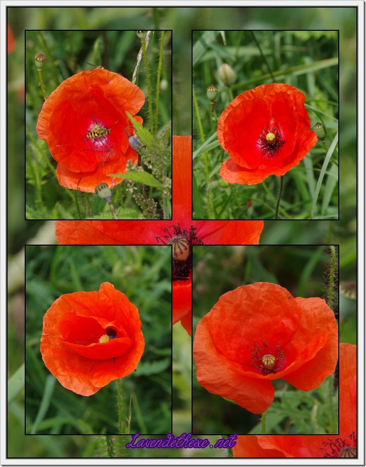 juni mohn 5