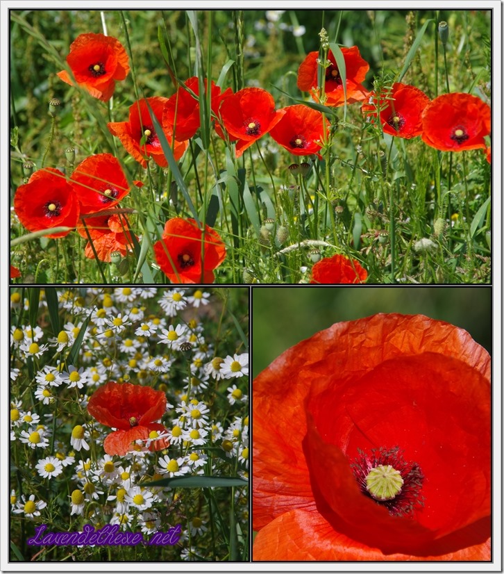 juni mohn 7