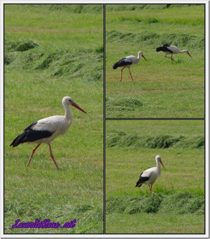 juni storch