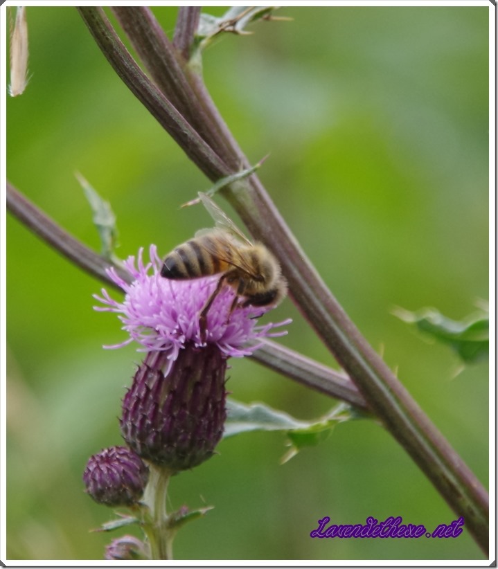 juli bienen 1