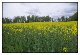 Der Mai ist ein April