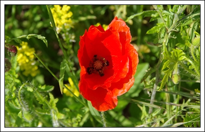 Die ersten Mohnblumen