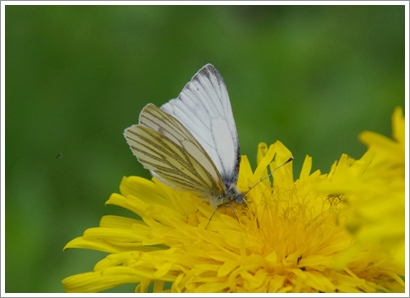 Schmetterlinge und mehr