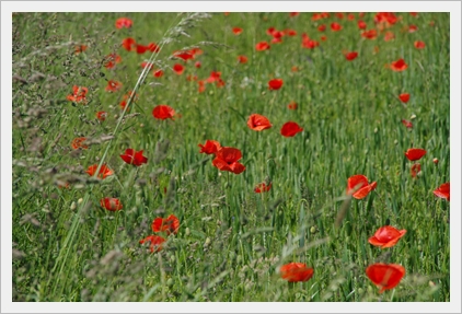 Heute gibt es Klatschmohn