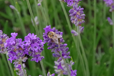 Es ist die Zeit der Bienen und