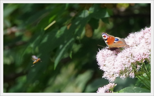 Und wieder Schmetterlinge