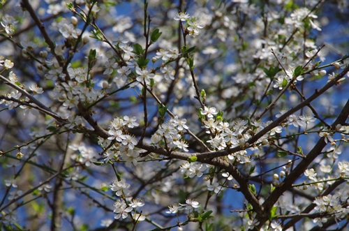 Der Frühling ist da