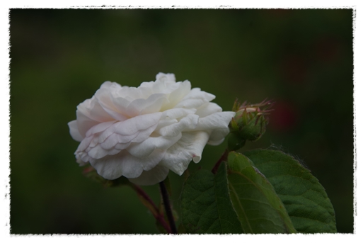 Rosenblüten