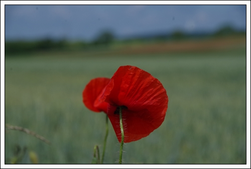 Mehr Mohn