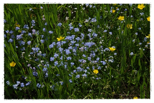 Keine Bäume, dafür Blumen