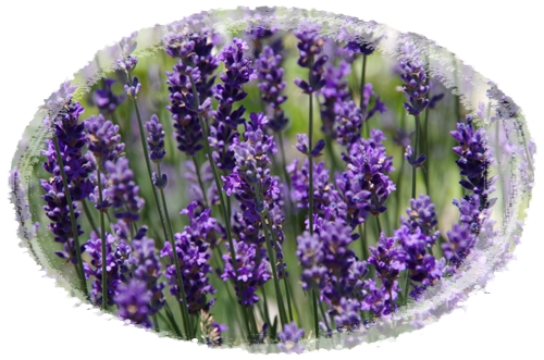 Zauberhafter Lavendel