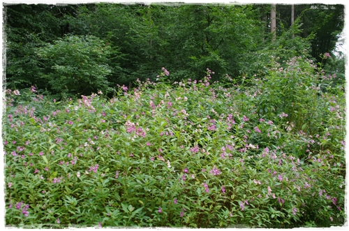 Noch ist der Wald grün